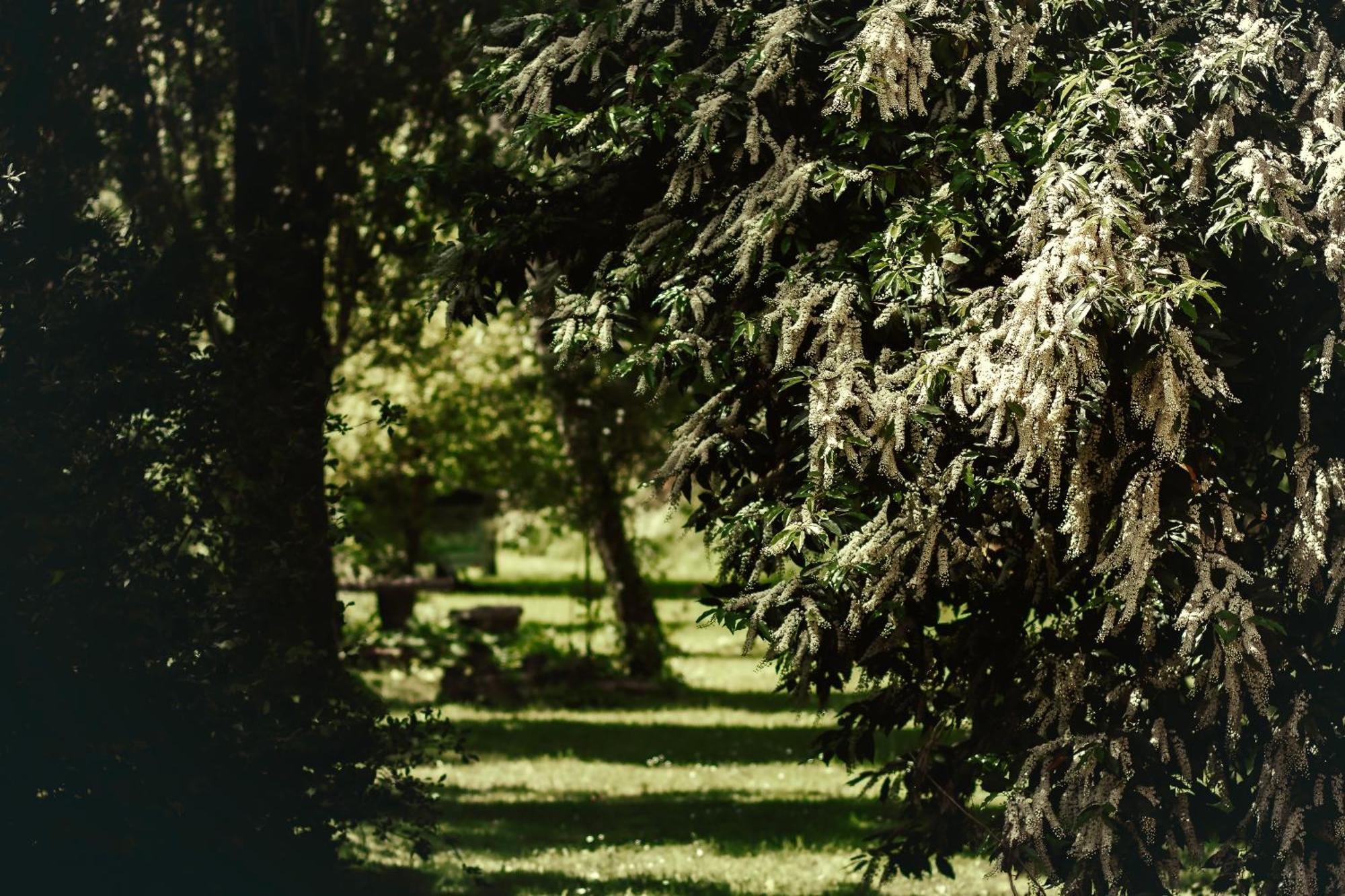 Le Chateau De Sorgues Cornus Zewnętrze zdjęcie